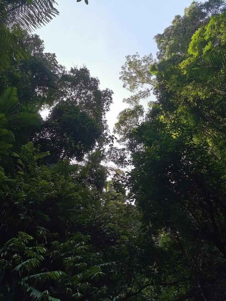 Naura Roomstay Kuala Tahan Buitenkant foto